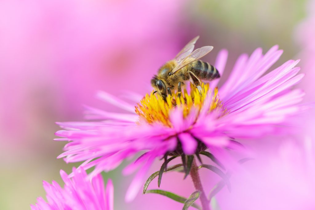 Bee sitting on flower