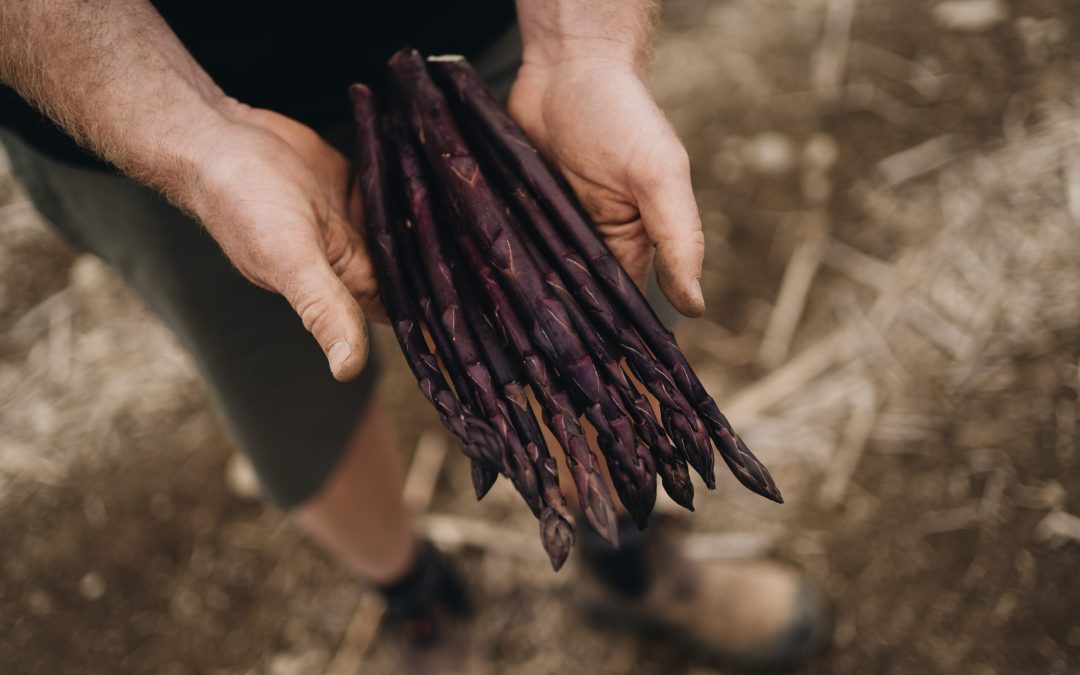Purple Asparagus Season and Why We Love It